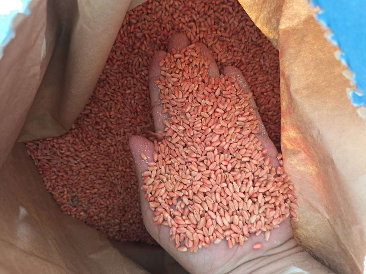 بذور حنطة • جملة • اليوسفية