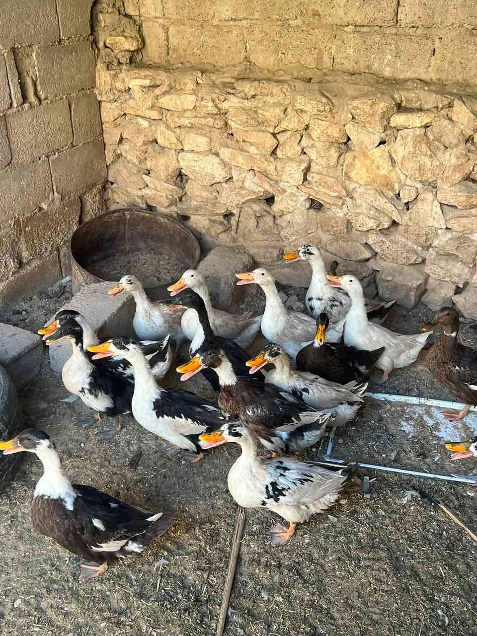 متاح 17 بطه كلو خشن  ونضيف وعلبيض   اكثرو اناثي بي 3 إلى 4 افحل فقط للبيع  سعر 115 للكل شراي مكاني حديثه حي الثمانيه او الاتصال على الرقم 

***********

