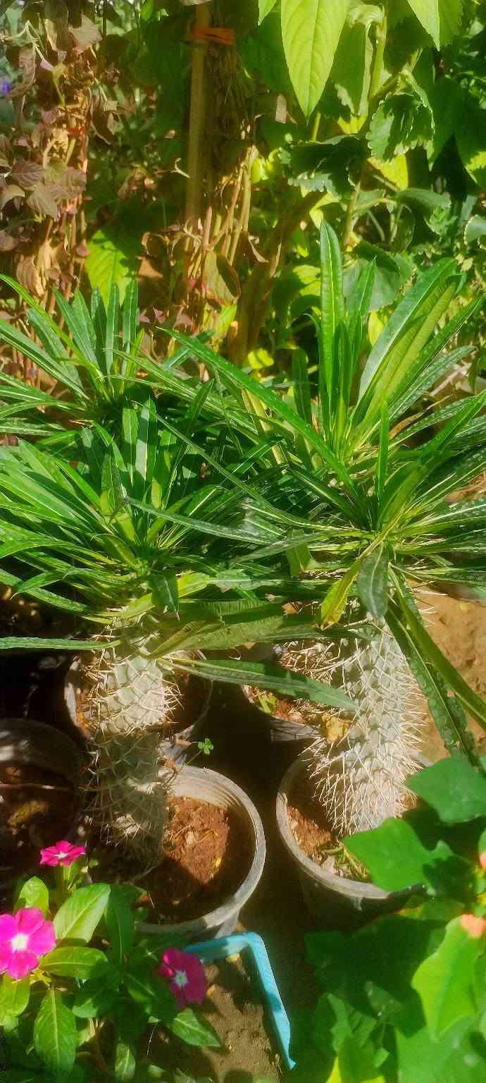 وهاي وجبتنا الجديدة❤️🌷🌹 
  بالصور والأسعار راح انشرها الكم حتة لتعبون🌺💓💮 
 فقط اللي عليكم تراسلونا وتحجزون🌻🌻 
او تزورونا بموقعنا💐🌹🌺 
خانقين بختياري الثانيا نهاية شارع العصائب واسواق صالح🌹💐🌹💐
 حمود وعدنا توصيل🚕🚕🚕🚕
داخل خانقين وجلولاء والسعدية راسلونا وتدللون ❤️💓❤️💓

