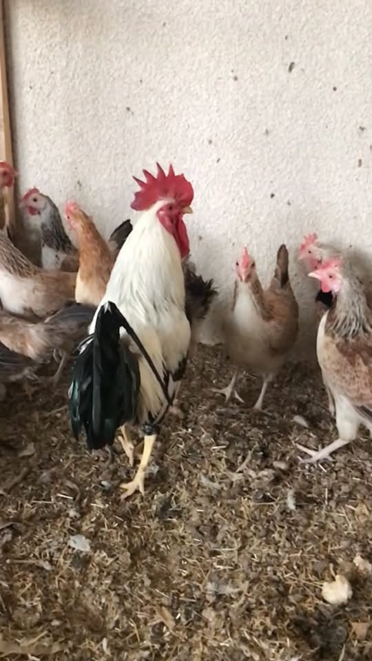طبقة بيض • دندراوي سيافي • صلاح الدين بلد
