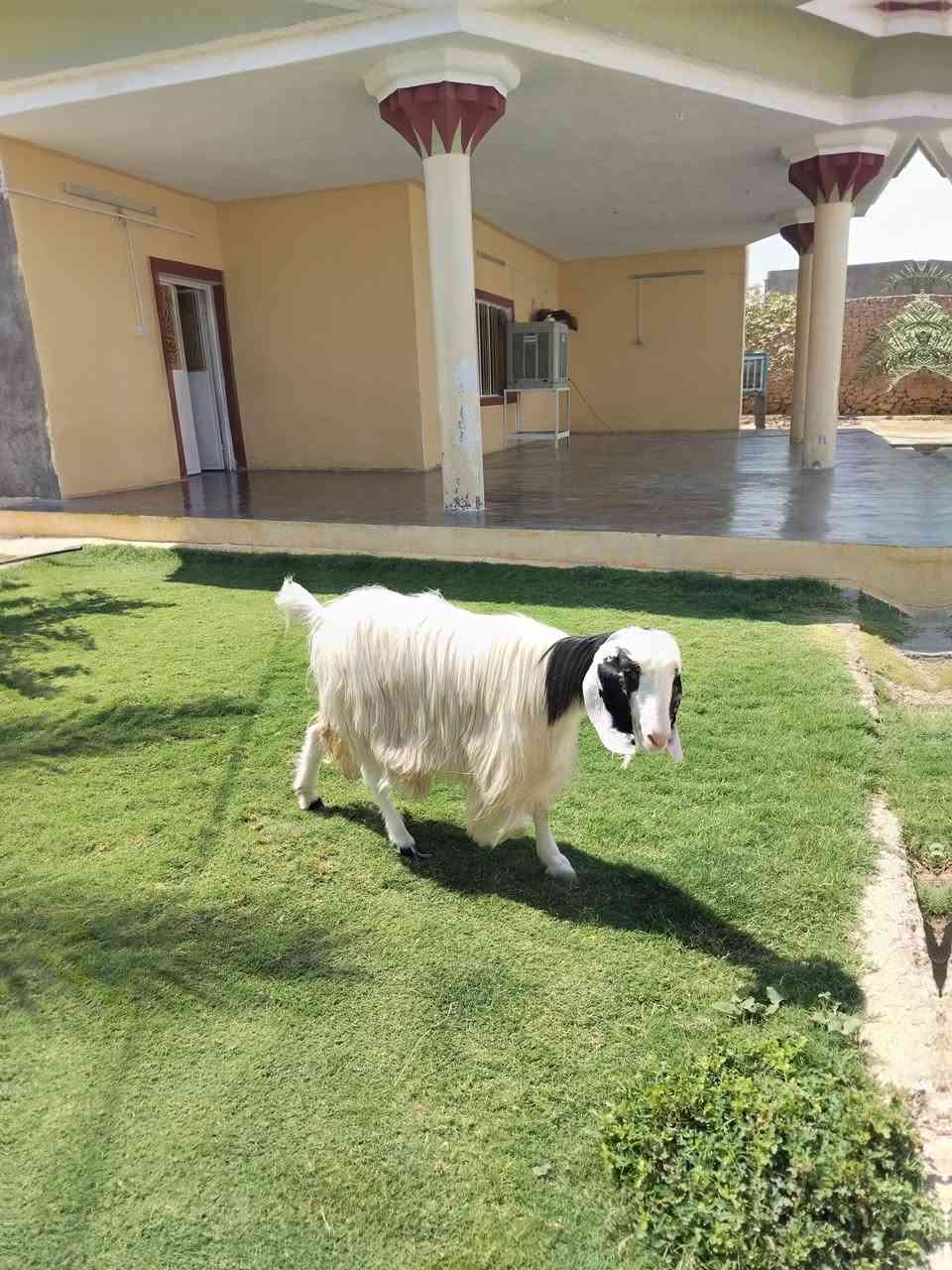 مشاءالله صخله حلواه مالت جنيه شرط النصاح على كل عيب السعر 250 العنوان القائم كرابله. تواصل ع الرقم ***********

