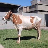 الجبه هولنديه • درجه اولى • قريه شكرا