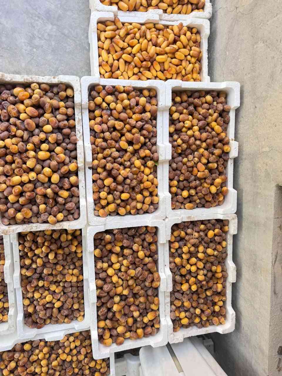 يوجد لدينا تمر برحي وأسطة عمران درجه أولى العنوان بغداد المدائن منطقة الجعاره         غرب معمل الغاز الأهلي او مطعم البستان أليرقب في الشراء الأتصال على الأرقام 

***********
*********** ملاحظة غير متواجد على مواقع التواصل الأجتماع
