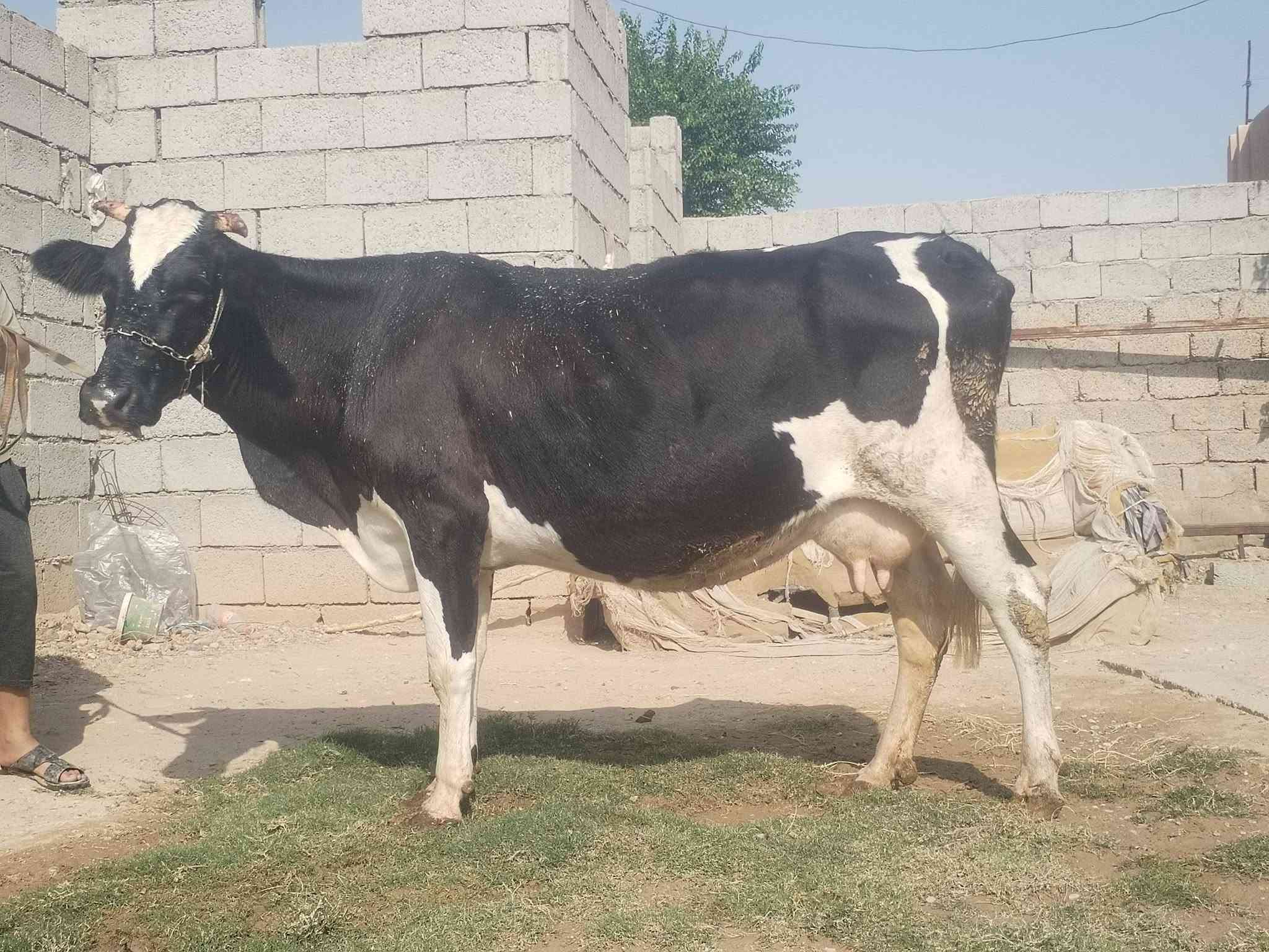 حليب • دسامه • ناحية الزاب