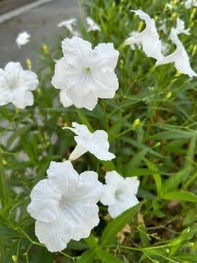 متاح لدينا بذورها بذور نبات ورد البتونيا المكسيكيه لطلب والحجز واتساب ***********
السماوه أو مراسلة الصفحه يوجد خدمة توصيل طلبات داخل السماوه ولكافة المحافظات لباب البيت أنواع البذور الاستوائية النادره
