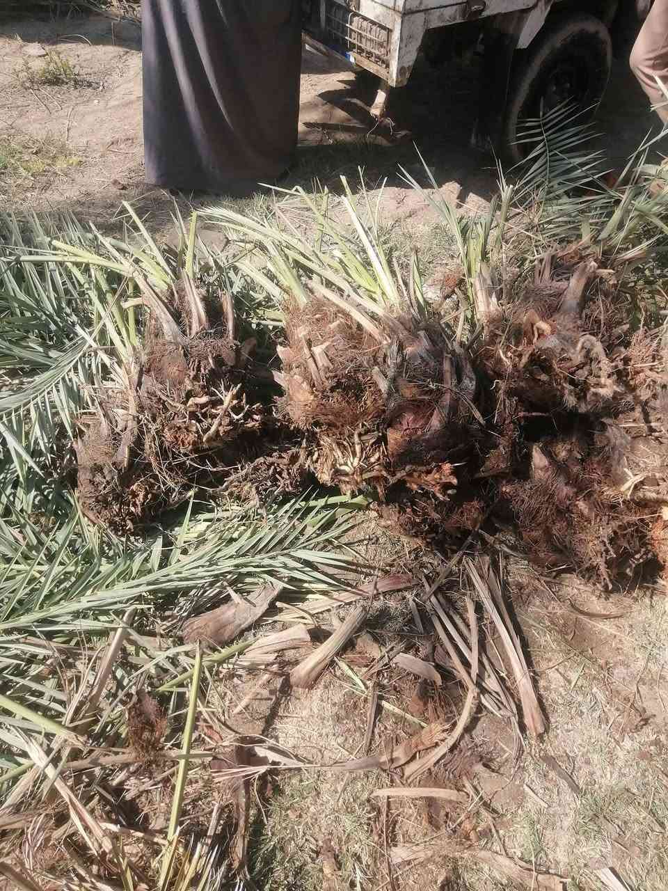حطب • فسائل نخل • شويثي