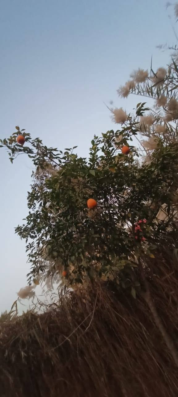 سلام عليكم من رخصت ابو الكروب مزرعة اللبيع طابو بستنة سند مستقل بسم شخص واحد مساحة دونمين تحتوي على نخل برحي وتين وحمضيات خدمات كاملة كهرباء وماء اسألة وماء سقي العنوان طريق السنية جهة زوار على شارع العام مباشر الاتصال على الرقم ***********
