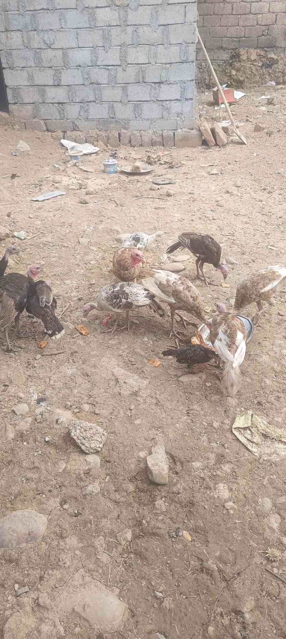 بصراويه • ١١ فروجه • ديوك ونثايه