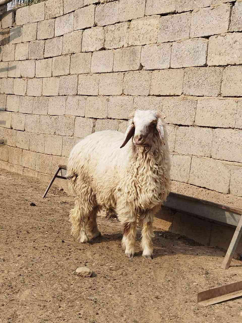 متاح خرفان مال ذبح الشراي يتصل والخاص مفتوح
***********
