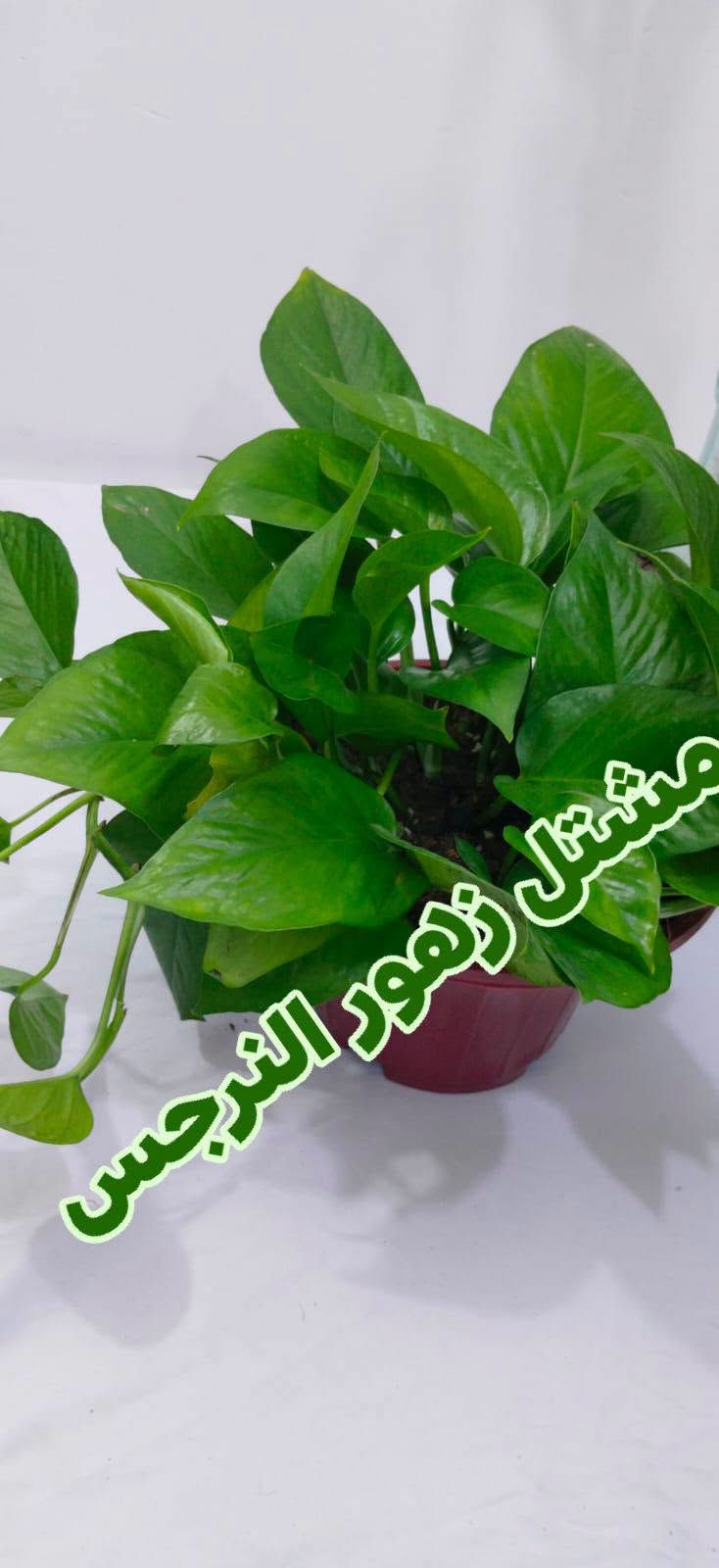 مشاتل زهور الندى • شتال نرجس • توصيل كل المحافظات