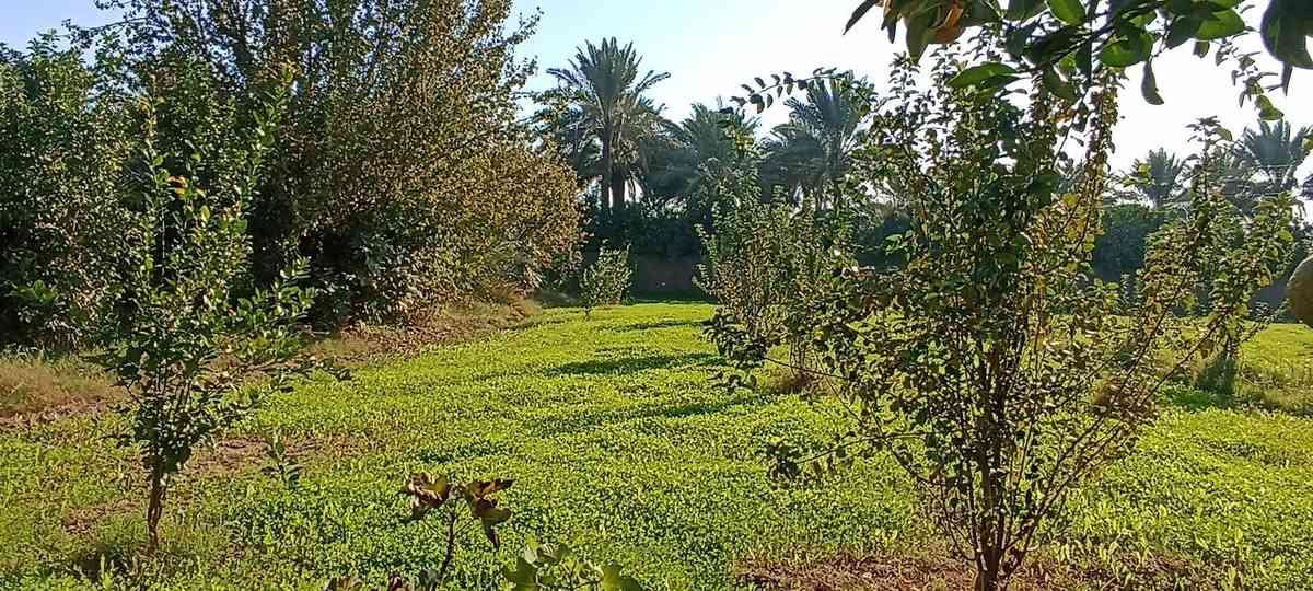سلام عليكم يتوفر دونم ونص سند 25 تحويل ثاني يوم بسم المشتري العنوان المدائن الجعاره شارع سيد علي كافة الخدمات متوفر تكون من حمضيات و تين وخيل وتكي و نبك سدر فرنسي
تفاصيل اكثر تصل وبيك خير ودلل بدارة أبو فهد العيساوي 
***********

