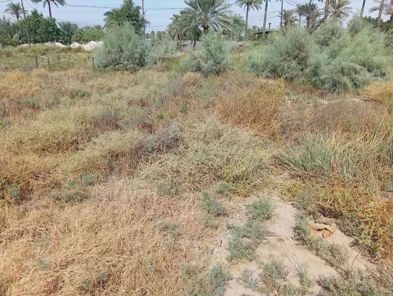 قطعة أرض • ٣٠٠م • شعب السريدات