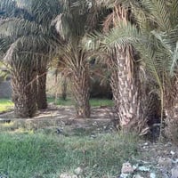 بستان • ٣٥٠م • ماي ومجاري