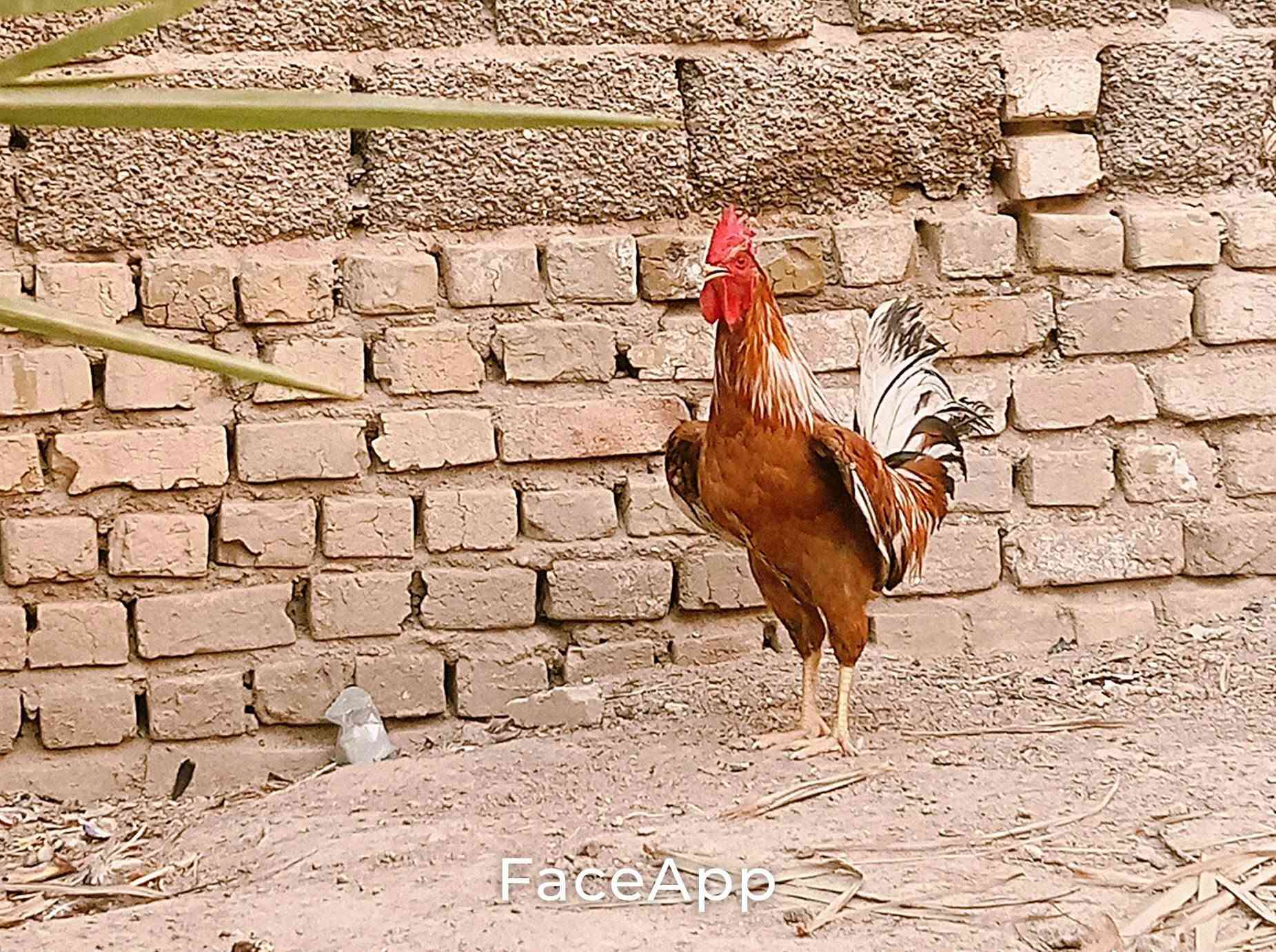 انفينكس هوت 11S • أصلي • سبع البور الضباط