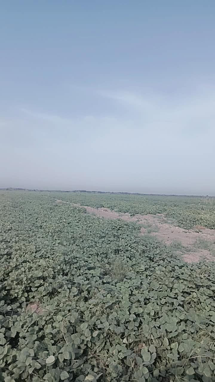 ١٠٠ دونم • بل صويره • ثروة حيوانية