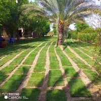 ثيل طبيعي • هندي أمريكي فرنسي • توصيل جميع المحافظات