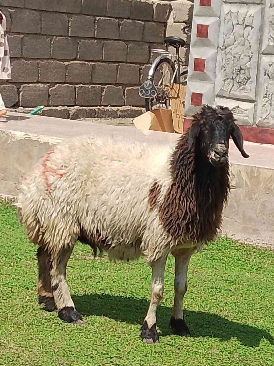 السلام عليكم نعحه خشانه فول سمينه فول مربوطه على طحين صبه مال لحم سنه حيل نضيف ثالث رابع شرط          شرط النصاحه المكان صلاح الدين الشرقاط قرية الحوريه مقابيل السايلو للستفسار اكثر اتصل على رقم ***********
