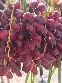 فسائل نخل • صفاوي • براهيمي