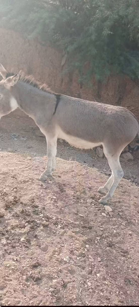 مطي • شارع المدرسي • سعر مناسب