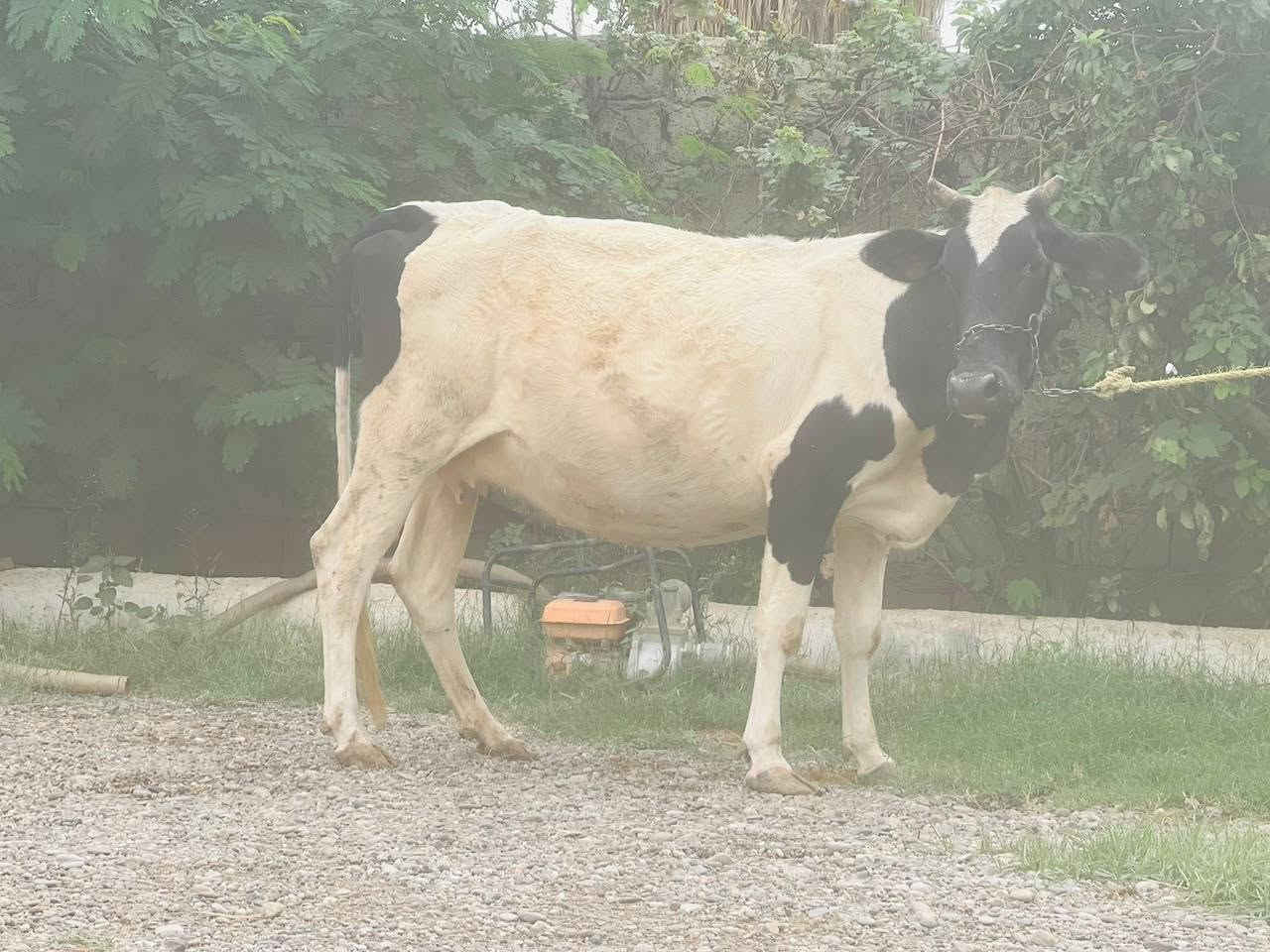 ناحية الزاب • حاطه على ميلاد • شرط الحليب