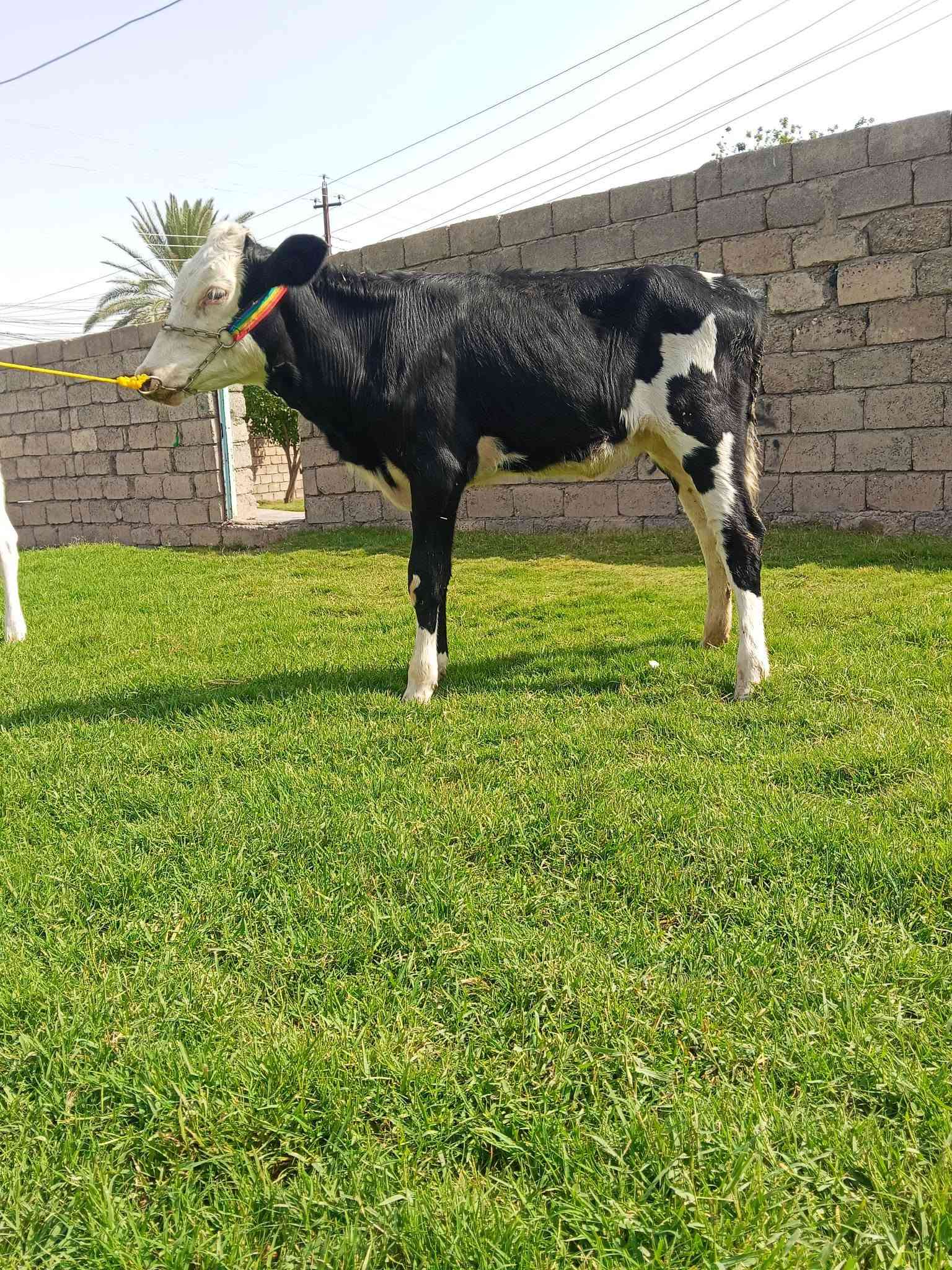 جوز حوليات • جنس اصليات • شرقاط قريه شكرا