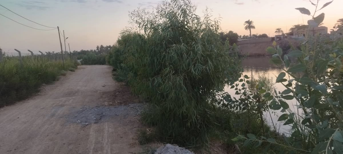 مزرعة وبستان شاطئية (جزرة) وسط نهر دجلة  للبيع 4 دوانم
تنباع شلع أو حسب الطلب 
الموقع ديالى جديده الشط
تصلح للاستثمار مزروعة نخل وأصناف الحمضيات وزيتون وتفاح ومشمش الاستفسار الاتصال ***********
