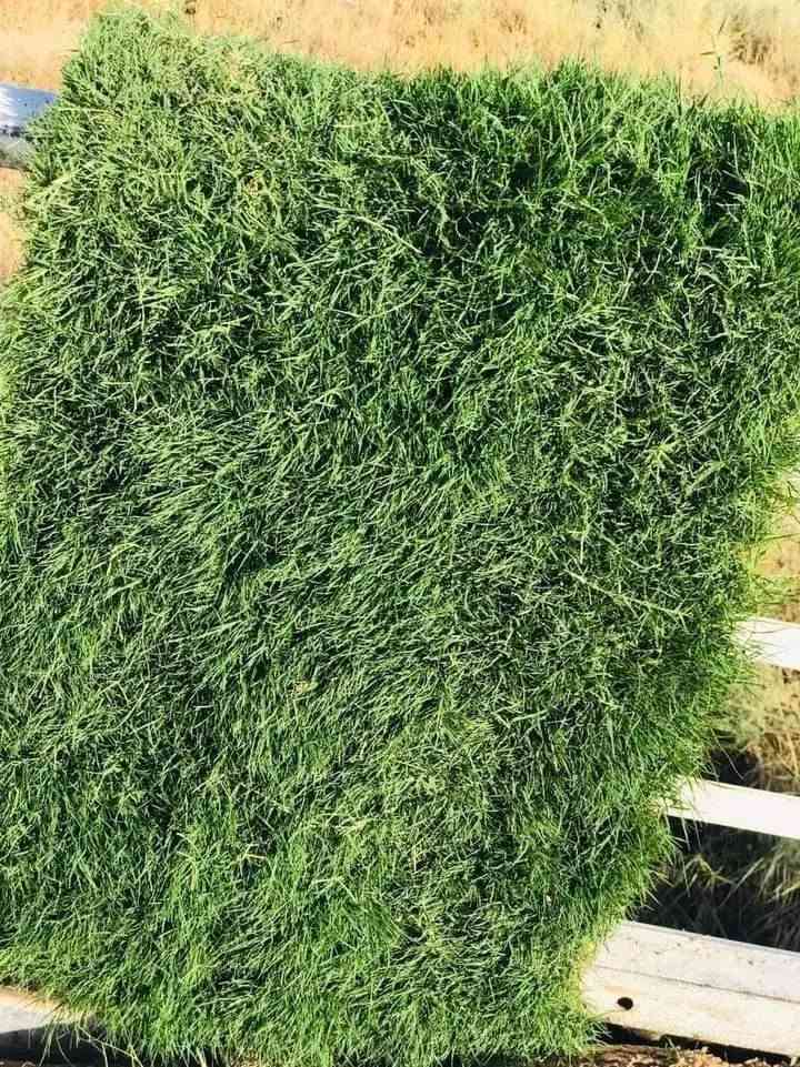 📢 موسم جديد وجودة أعلى بأسعار منافسة
💚 متوفر جميع انواع الثيل الطبيعي
✅ الثيل الامريكي جودة عالية وعمر طويل
✅ الثيل الهندي لون زاهي وتحمل قوي
✅ الثيل الايطالي مظهر انيق وجذاب
✅ الثيل الفرنسي فخامة ولمسة مميزة
🚛 توصيل لباب البيت
🔹 فريق مختص يصل اليك اينما كنت
🔹 تجهيز حدائق ملاعب متنزهات ومشاتل
🔹 توصيل سريع لجميع المحافظات
📌 اسعار تنافسية حسب النوع
📞 للحجز والاستفسار تواصل معنا ```

***********
***********
