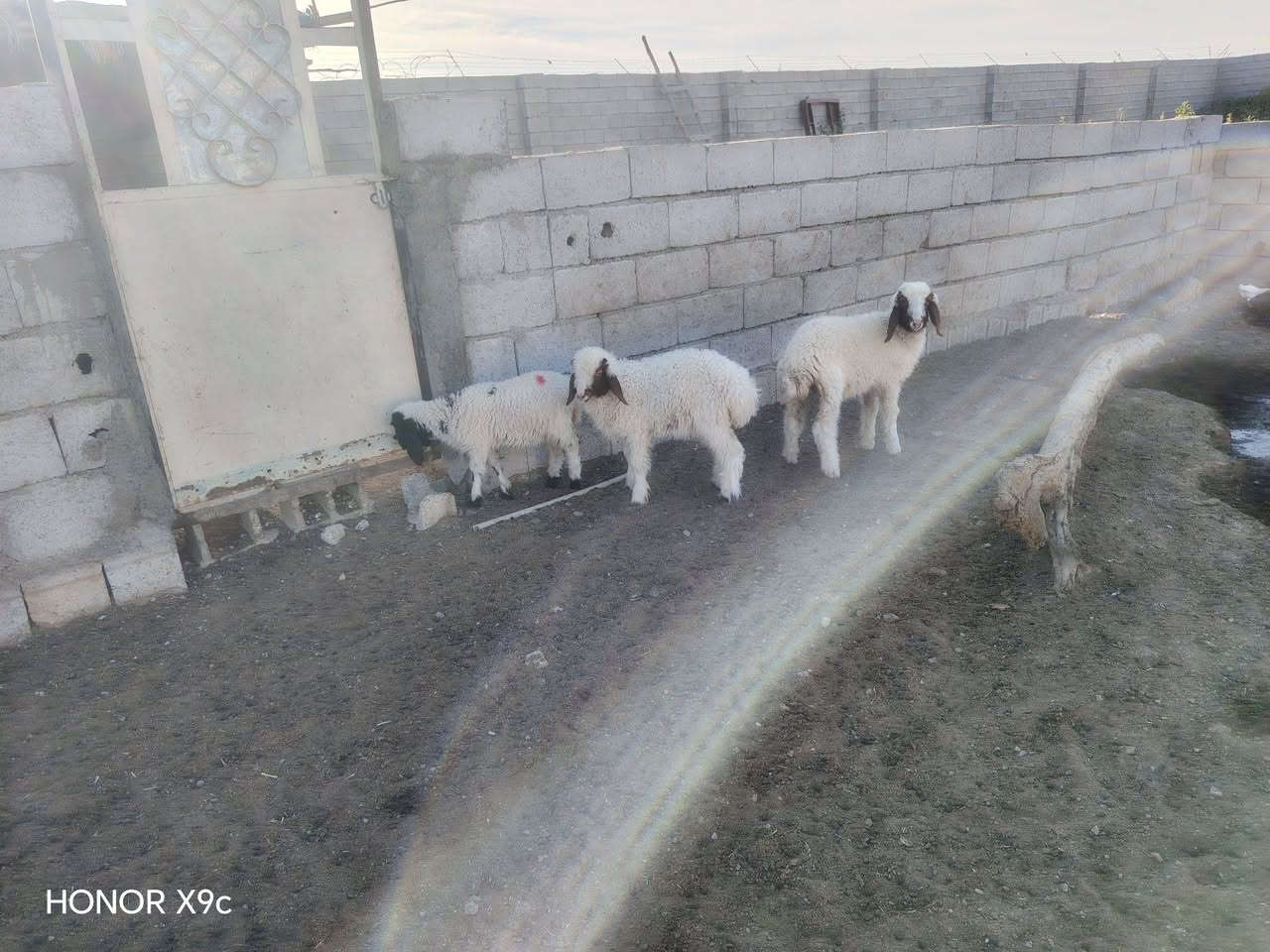 هونر X9c • للبيع • ٣ قطع
