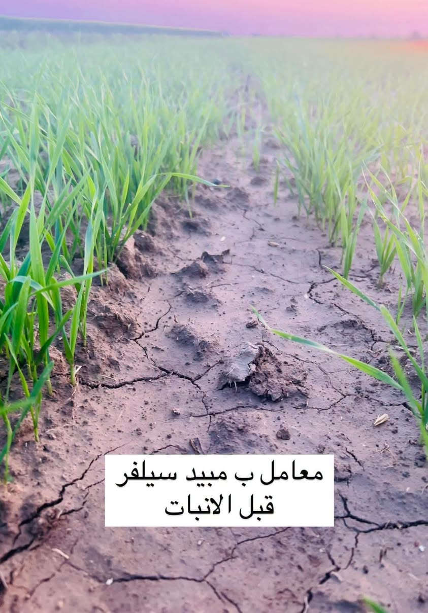 مبيد سلفر • قبل الإنبات • توصيل العراق
