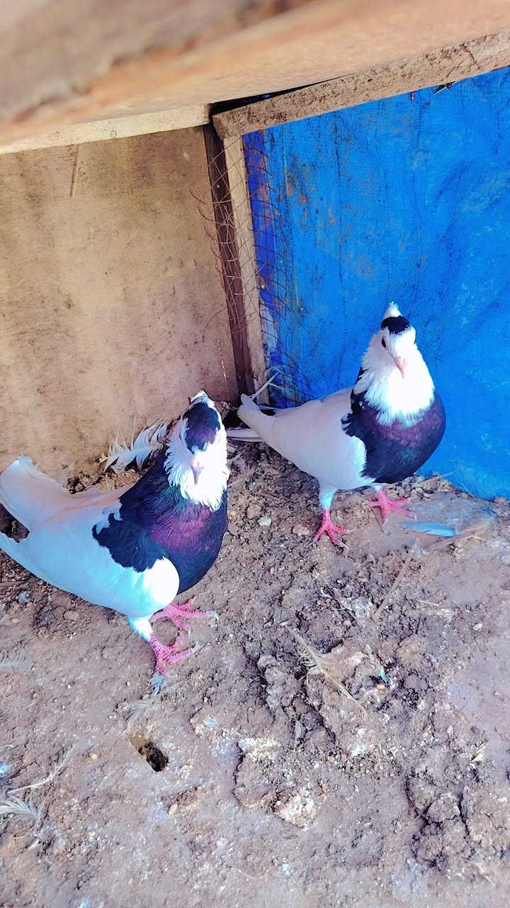 زوجين • طيور • سمره