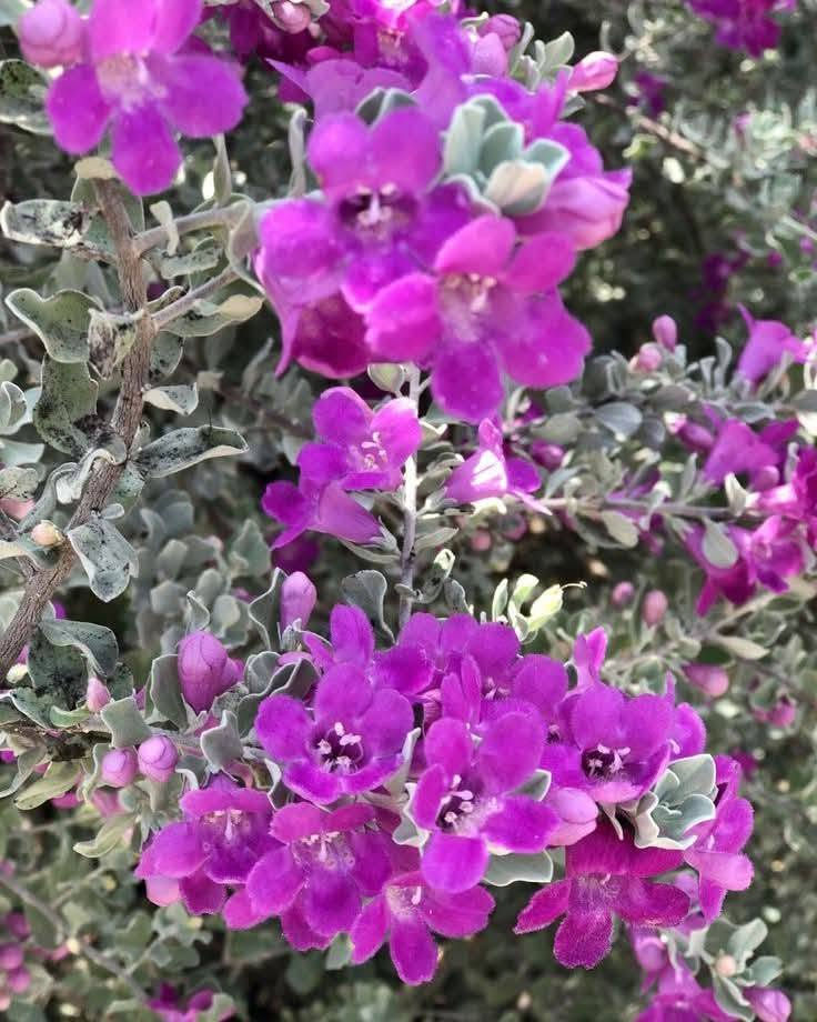السلام عليكم متابعينا 🤍.
بمناسبة الموسم الربيعي نعلن عن توفر وجبة جديده من نبات حارس تكساس  💜🪻

بأرتفاع ٥٠ سم تقريباً ✨🩷
 السعر ٩ الف 💛

الوصف النباتي بالاسفل.
نبات حارس تكساس 
نبات ليكوفليوم
او يسمى حارس تكساس نبات شجيري كثيف أوراقه رمادية اللون وموطنه المكسيك وولاية تكساس. ويصل ارتفاعه إلى نحو 2.5 م وعرضه نحو ذلك. والأوراق ناعمة تعطي للنبات شكله المتماسك، وأحياناً تغطي الأزهار ذات الألوان البنفسجية و الوردية كامل النبات وهو ما يعطي للنبات لوناً فاتحاً بهيجاً في الربيع ورائحة مميزة في فصل الصيف.
ويحتاج نبات ليكوفليوم إلى ضوء الشمس المباشر ☀️☀️والحرارة الشديدة🥵🥵. أما في الظل فيكون نموه غير منتظم الشكل. والنبات شديد التحمل للجفاف🥵🥵 ويجود نموه في الترب جيدة الصرف والقلوية والرملية التي قد تكون فقيرة أو حصوية. والنبات يتحمل الصقيع🥶🥶، ويحتاج إلى الري المعتدل، أو الغزير أحياناً في فصل الصيف، مع مراعاة تجنب الري الغدق. ويكون التكاثر بالعقل. وعادة لا يصاب النبات بالآفات
وهذا النبات متأقلم مع الظروف الصحراوية، وأول ما أدخل إلى المناطق السكنية في الرياض كان في أوائل الثمانينيات من القرن الماضي  حيث لوحظ أيضاً إمكانية قصه على هيئة سياج وأشكال جمالية. ويصلح لأن يكون نباتاً مميزاً يعطي تبايناً في الألوان مع النباتات الأشد منه خضرة، ومتطلبات الرعاية منخفضة، لكن التقليم يجعل المجموع الخضري للنبات كثيفاً.
الموطن: البحر المتوسط , شبه الاستوائية , شبه البحرالمتوسط , معتدلة
الرطوبة: شبه قاحلة , قاحلة جداً
الإكثار: التعقيل , زراعة البذور و نقل الشتلات
الرعاية: منخفص
الظروف البيئية
البيئة الحضرية: مقاوم
الجفاف: مقاوم
البيئة الغدقة: حساس
الري: منخفض
درجة الملوحة: متوسطة < 3000 جزء بالمليون
تحمل الصقيع: -15 مْ
النمو: معدّل نمو اعتيادي
الإرتفاع: من 1.5 الى 2.5 م
التمدد: من 1.5 الى 2 م
طبيعة الأوراق: دائم الخضرة
ازهاره اللون: أرجواني
الحجم: من 2 الى 3 سم
موعد الإزهار: من مطلع مارس حتى نهاية يونيو
موقع الإستخدام :
الأماكن العامة المفتوحة , منطقة مشاة , تشجير الشوارع , الريف , حديقة صخرية , تشجير التلال , استقرار التلال , تشجير المتنزهات , حديقة السهوب , حديقة خاصة , حديقة معلقة ممتدة , زراعة بستان , سياج زهري , سياج منخفض الارتفاع , مزرعة صغيرة في وادي ,

📍 متوفر توصيل لجميع محافظات العراق 🚗🚗 
📍 للحجز والاستفسار يرجى مراسله الصفحه او مراسلتنا على واتساب من خلال الرقم ***********
