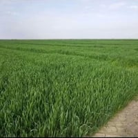 الموفقية واسط • ٧٠ دونم • مي وكهرباء