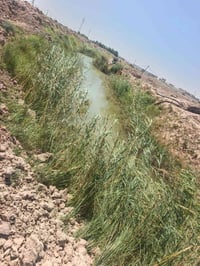 دونم زراعي • الميزان • كوت غريب