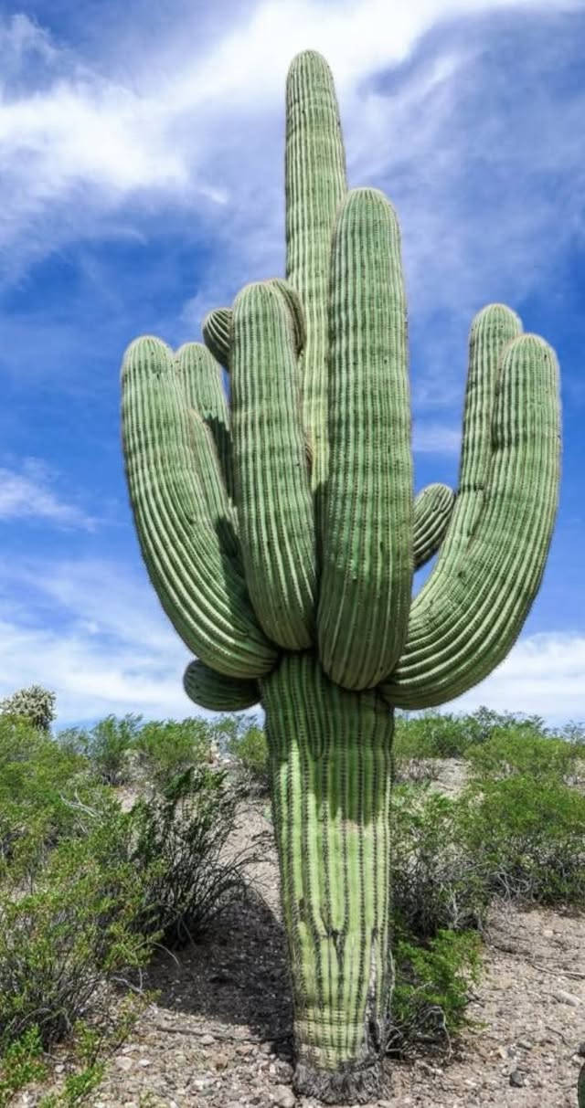 صباره 🌵 نوع امريكي للبيع

نص مكتوب في الصور:
- alamy