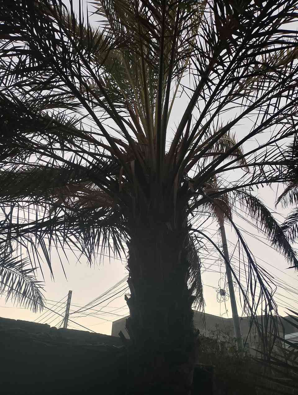 نخل اللبيع *********** وتساب
