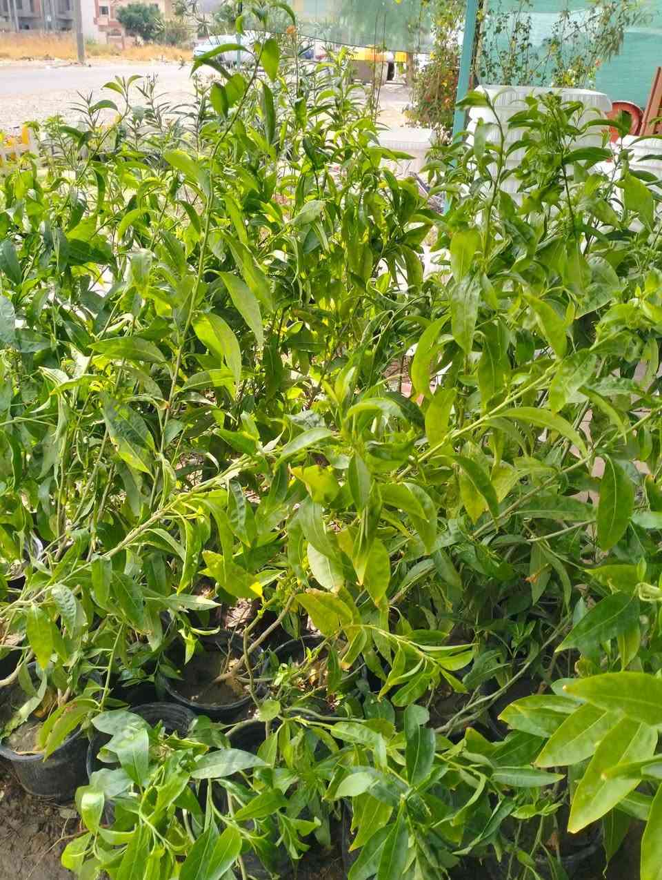 وصلت مجموعه جديده من النباتات الخارجيه والضليه 
لطلب والاستفسار مرسلة الصفحه يوجد خدمة توصيل خانقين جلولاء سعديه
