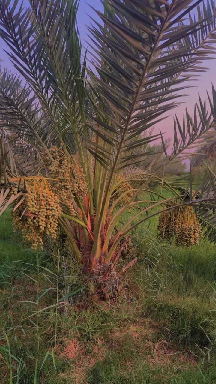 ارض مساحة 5 دونم طابو زراعي 
واسط الصويرة قرب المعارض 
تحتوي عل النخيل والحمضيات وكافة الخدمات 
تباع بالكامل او عل شكل منفصل 
للاستفسار ***********

