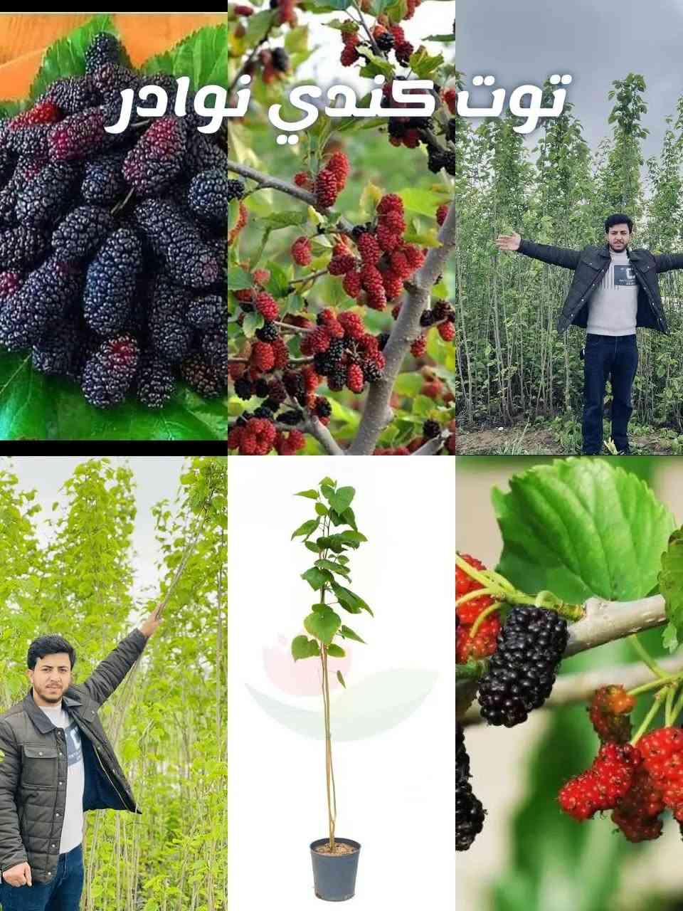 شتلات فواكه • ضمان نوعي • عمر سنتين