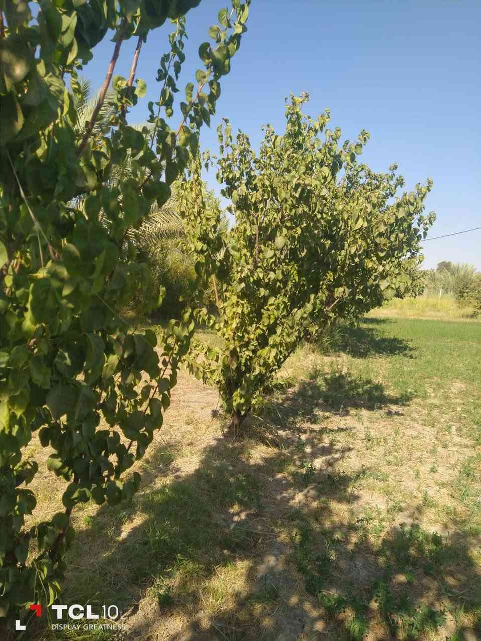 طابو زراعي • سند ٢٥ • دونم ونص