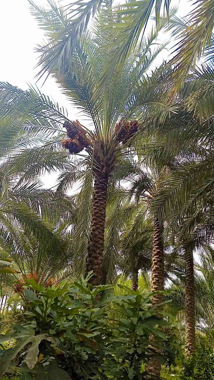 نخل • محمل • قابلة تفاوض