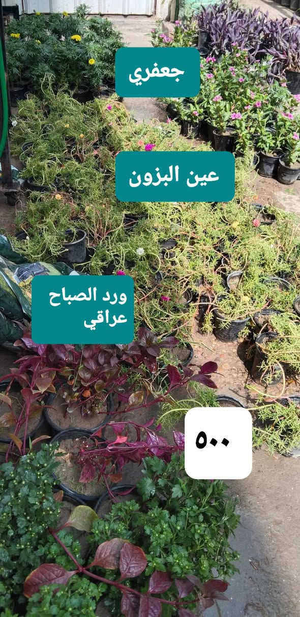 سلام عليكم
لأهالي حي العدل. توصيل فقط ٢٠٠٠

نباتات خارجية ،-

نباتات داخلية -

..عصا موسى ديكور-

عصا موسى  عادي ...

نباتات مائية .....

بتموس درجة اولى

اسمدة Npk ...شيلات الحديد ..هيومك أسيد + طحالب بحرية ...سماد النانو المائي ..يوريا ..داب ..برلايت .. حجر ليكا ..ملمع نباتات ..مجذر

سائل ومجذر باودر.. مبيد فطري ..محفزات ... أحماض أمينية

حصى زينة  ملون ..

للحجز والإستفسار

على المسنجر ..أو الواتسآب ***********

موقعنا ....

بغداد ..حي العدل ..شارع الأسواق المركزية ..

مقابل مدرسة الأرض السعيدة ...قيصرية عباس ( للحصة الغذائية )

نص مكتوب في الصور:
- جعفري
- عين البزون
- ورد الصباح عراقي
- ٥٠٠
- ٨٠٠٠ متسلق ياسمين الأحمر ارتفاع ١٧٠ سم
- شمدوريا داخلية ارتفاع متر ١٠٠٠٠
- كالدرون داخلي ١٠٠٠٠