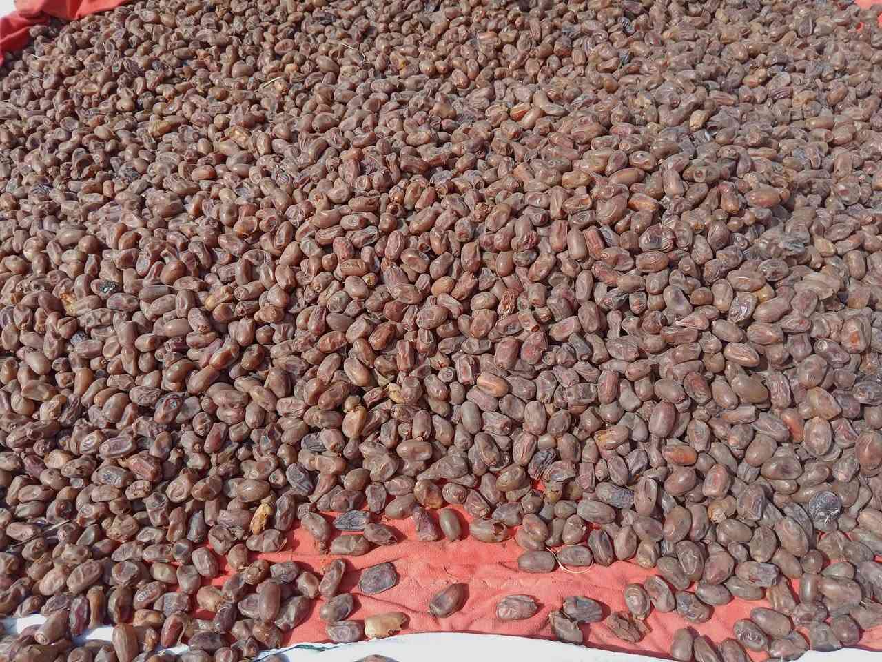 تمر شوثي • خشن