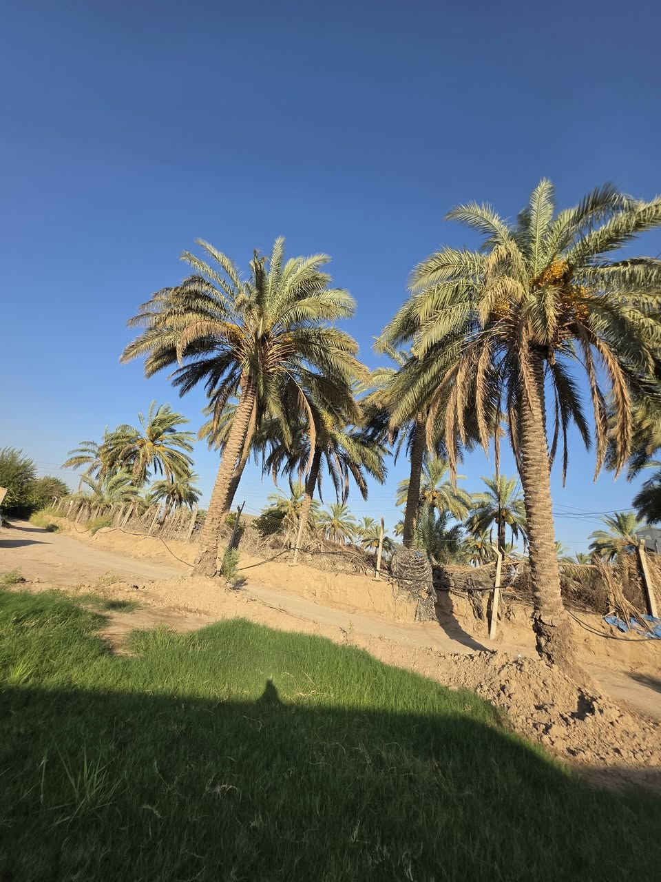 للبيع موقع مميز  دار +  دونمين
تبعد الارض عن شارع حله بغداد 250  متر فقط 
العقار يرهم مراوس بدار طابو صرف 
2دونم المساحه 5000متر طابو زراعي سند 25  
متوفره جميع الخدمات السكن كهرباء وماء اساله ومولد ذهبي
مع نهر سقي  كميه الماء على مدار السنه متواجده 
الموقع المحاويل بداعه الناصريه قريه ام الذره قرب حسينه الحسن ومجاور بانزين خانه التفاحه 
علما يتععهد البائع ان العقار خارج جميع المحرمات 
للأستفســـــــار الاتصال على الأرقام التأليه 

***********

***********

او زياره مكتب المحامي العقاري علي راجي العلواني الكائن المحاويل مدخل حي 17 قرب فينيسا
