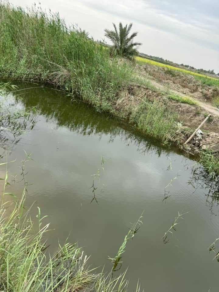 آرض لبيع المساحه ٢٨
تحتوي على ٩دونم تين بني مسلم 
والباقيه صالحه لزراعه 
نخيل اصناف متنوعه 
ماي كهرباء تبليط 
العنوان بابل الكفل
الأستفسار ***********
