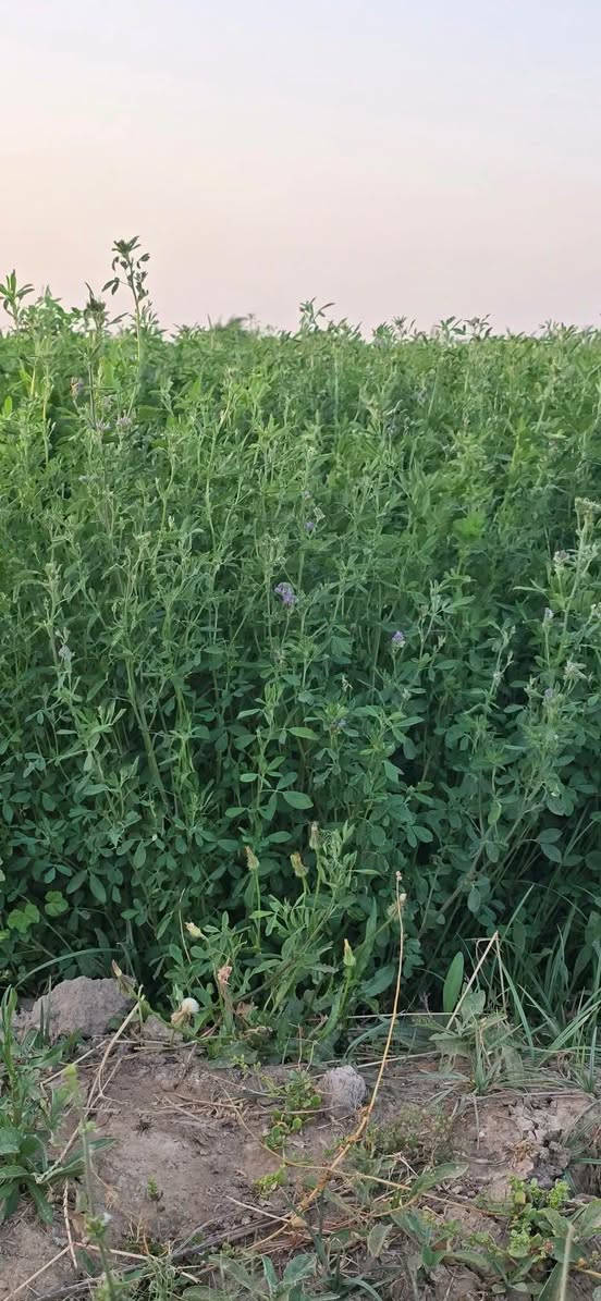 متوفر لدينا بذور الجت الإيطالي الأصلي 🇮🇹 (SEMENTI SELEZIONATE)، المشهورة بقوة نموها وإنتاجها العالي:
​يمتاز بارتفاع ممتاز يصل إلى 1 متر.
مناسب جداً لتوفير أعلاف خضراء عالية القيمة الغذائية.
جودة ممتازة ونسبة إنبات مضمونة.
​🚚 خدمة التوصيل متوفرة وسريعة!
​📩 للمعرفة السعر والطلبات:
يمكنكم التواصل معنا عبر رسائل الصفحة، أو الاتصال بنا مباشرة على الرقم:
📱 ***********
