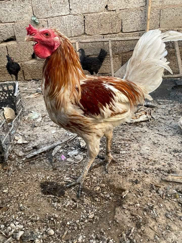 ديج عرب عدد 3 لبيع ***********
