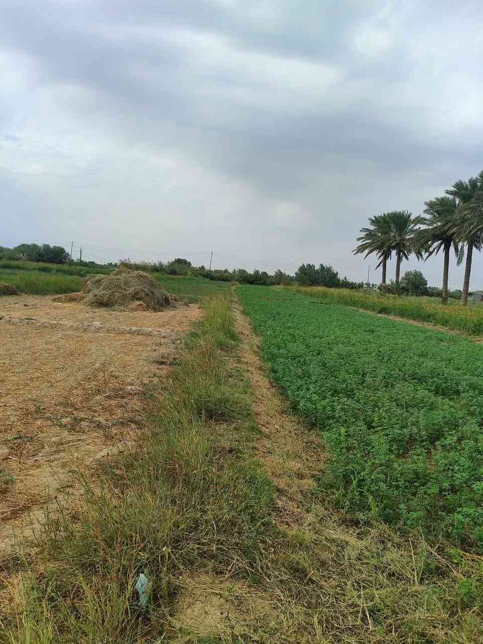 المحامده النساف الشاميه • ١٢٠٠م • طابو زراعي