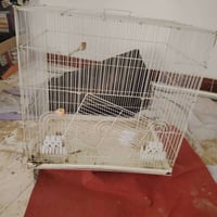 اقفاص طيور • طيور حب • كبير ووسط
