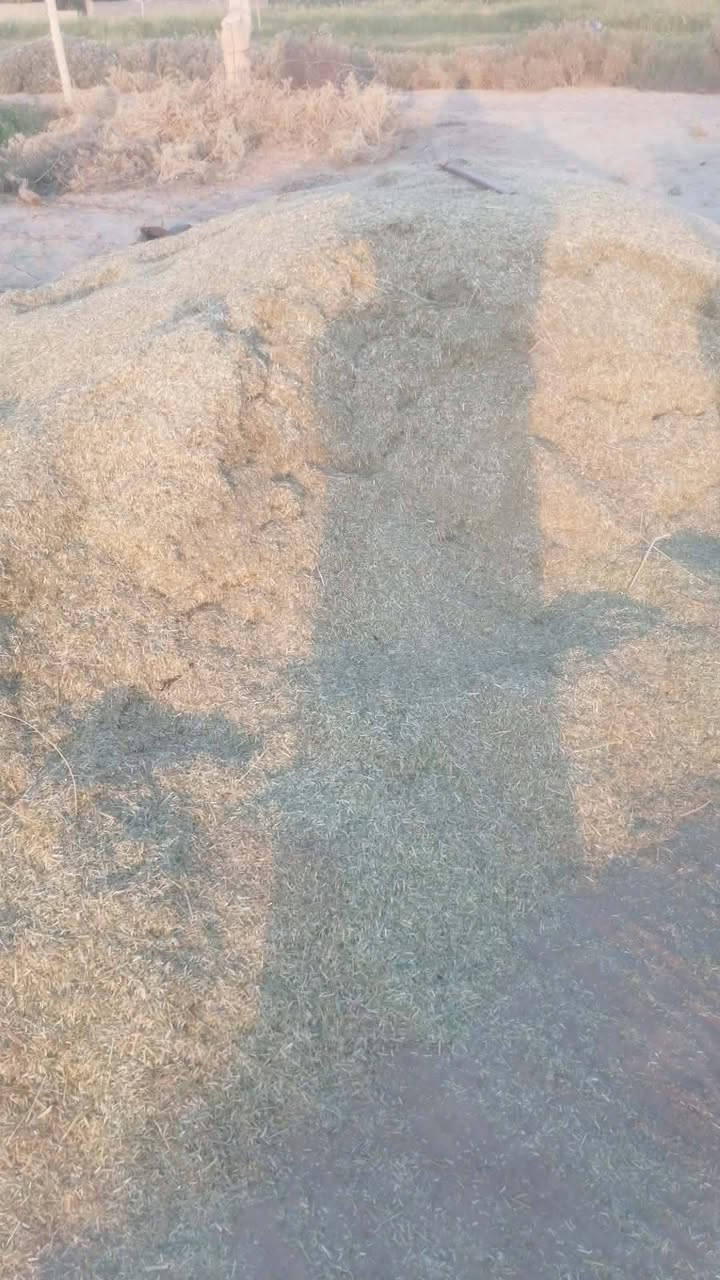 اسلام عليكم ورحمة الله@
يوجد تبن جت للبيع سعر الشل /8/تعباه درجه أولى كما موضح بالصوره للتواصل على هذا الرقم /***********/المكان في الرمانه منطقة المشاهده /أدمن من رخصتك وافق

