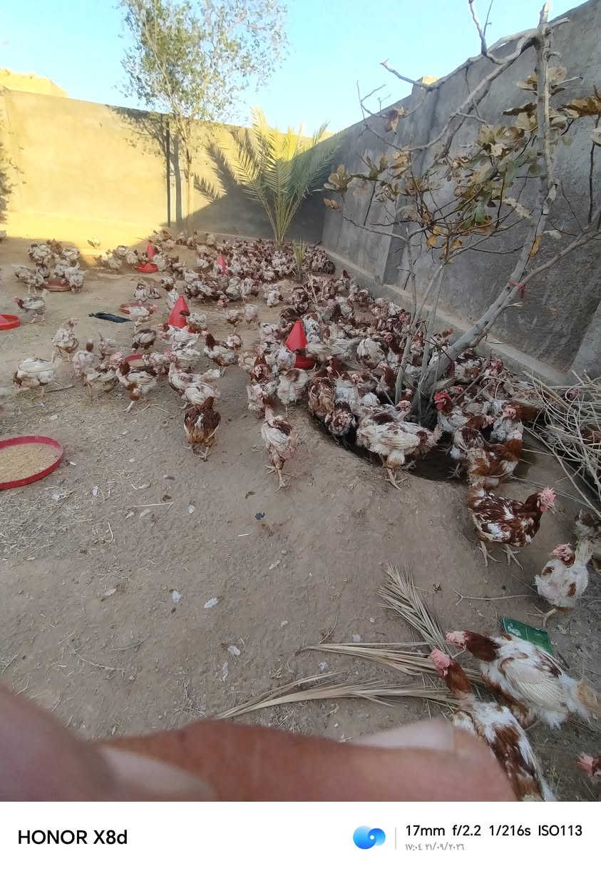 @إشارة دجاج احمر 
تريده بيض بياض
تريده لحم
اوزان/كيلوين كيلوين ونص
سعر دجاج 4000
العنوان حي امين و حي مؤمون 
التواصل***********

نص مكتوب في الصور:
- HONOR X8d 33mm f/1.75 1/100s ISO173 17:04 21/09/2026
- HONOR X8d 38mm f/1.75 1/100s ISO173 17:28 ٢١/٠٩/٢٠٢٦
- HONOR X8d 38mm f/1.75 1/100s ISO192 17:28 21/09/2026
- HONOR X8d 17mm f/2.2 1/216s ISO113 ١٧:٠٤ ٢١/٠٩/٢٠٢٦